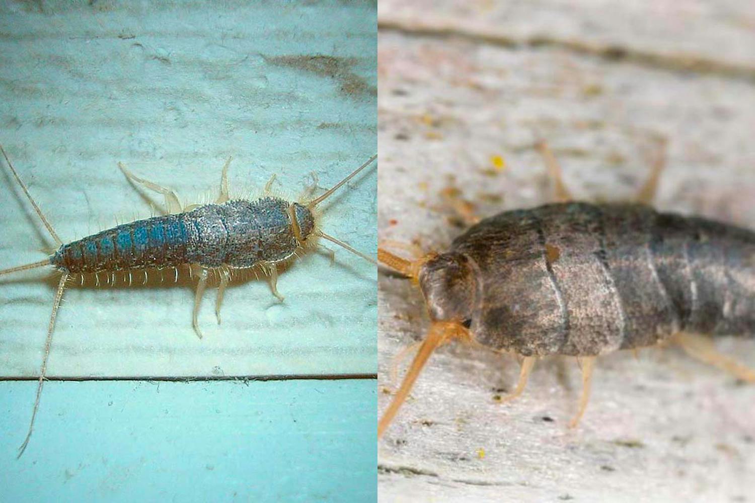 Skægkræ vs sølvfisk Sølvfisk vs skægkræ